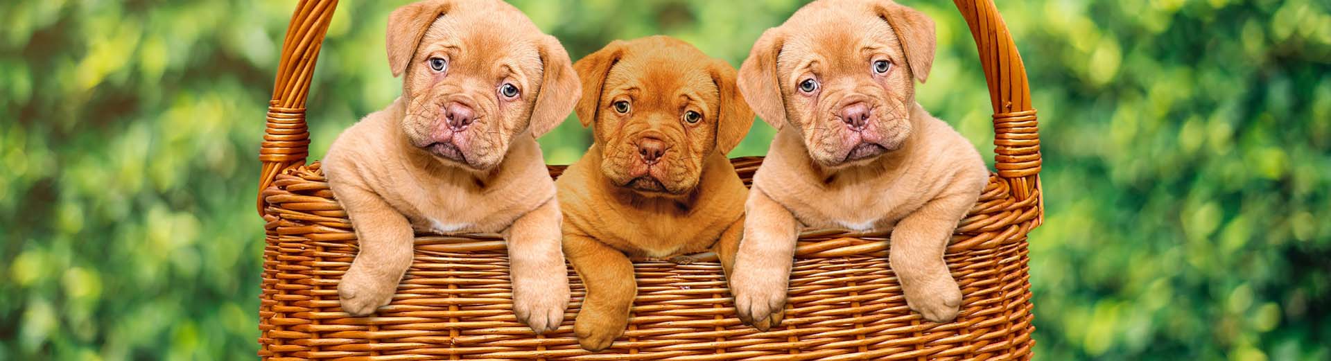 huisjes-met-hond-huisjesduitsland.nl