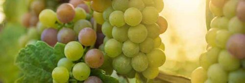 Moezel-witte druiven-Huisjesduitsland.nl