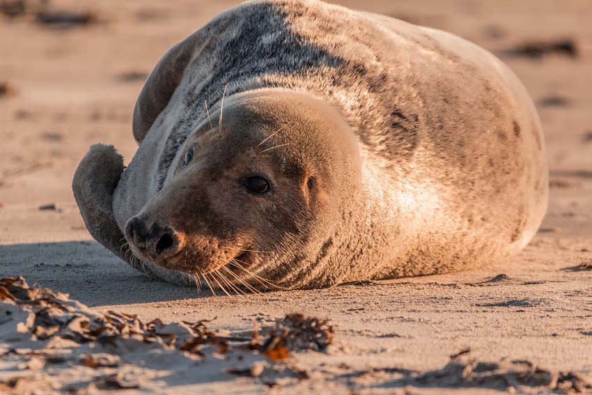 waddenzee-zeehond-huisjesduitsland.nl