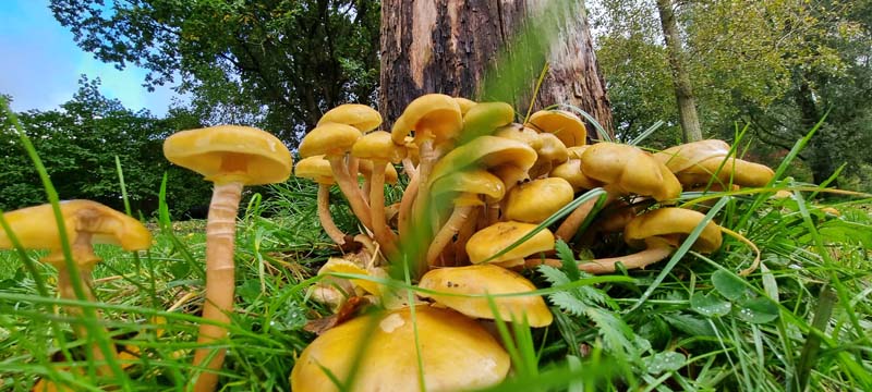 paddestoelen-herfst-03-huisjesduitsland.nl