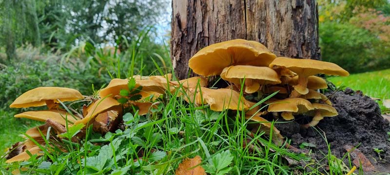 paddestoelen-herfst-05-huisjesduitsland.nl