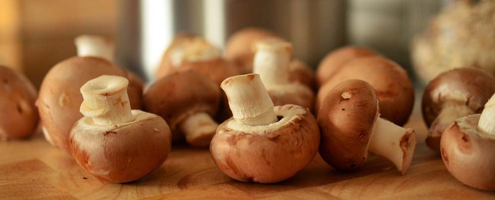 paddensteoelen-champignons-huisjesduitsland.nl