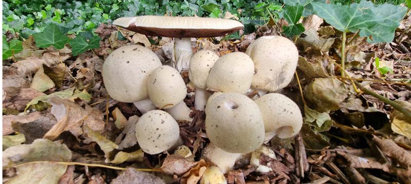 paddestoelen-herfst-06-huisjesduitsland.nl